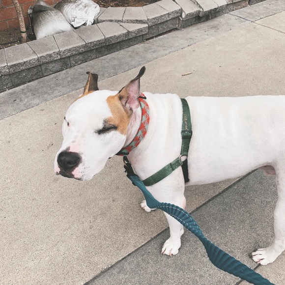 🔥⚡️Introduction⚡️🌱 - Picture 4 of 4